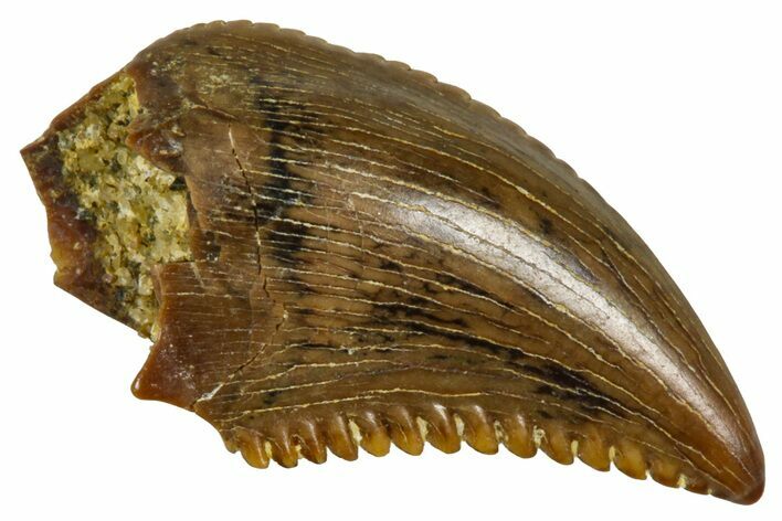 Rare, Serrated Troodontid (Troodon) Tooth - Wyoming #379791